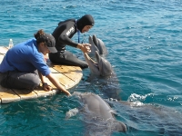 Eilat Dolphins
